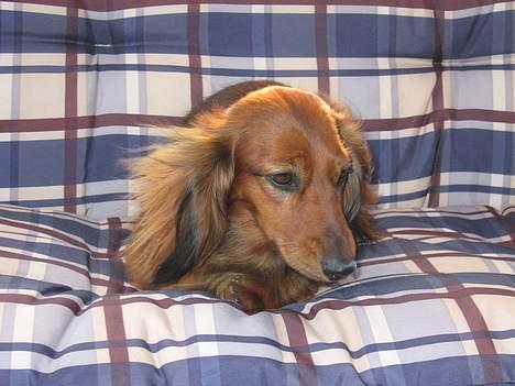 Gravhund Tea - elsker at gynge ..<3 billede 4