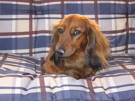 Gravhund Tea - er hun ik smuk`         <3  ,,,.,, billede 5