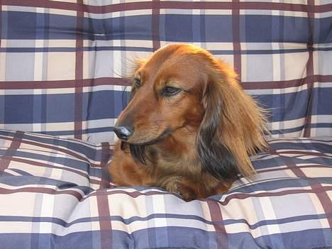 Gravhund Tea - se min snude.   <3 ,,,. billede 6