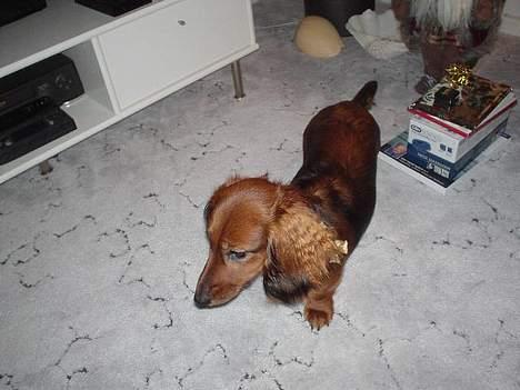 Gravhund Tea - se min fine sløjfe !                       ... <3 billede 7