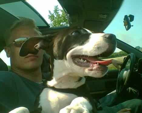 Amerikansk staffordshire terrier Chucky - totalt seje chucky billede 1