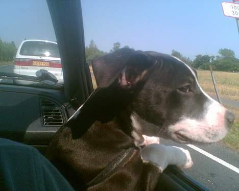 Amerikansk staffordshire terrier Chucky billede 2