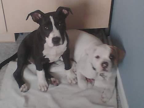 Amerikansk staffordshire terrier Chucky - chucky og hans bedste ven canie (am. bulldog) billede 3
