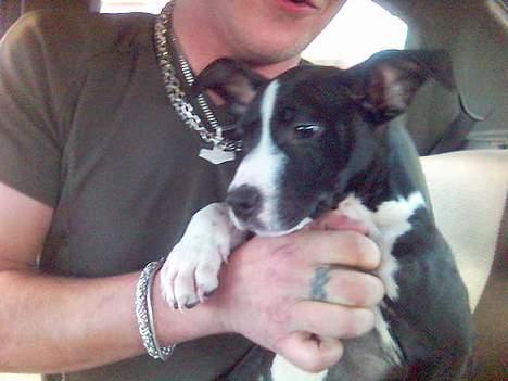 Amerikansk staffordshire terrier Chucky - chuky 8 1/2 uge billede 4