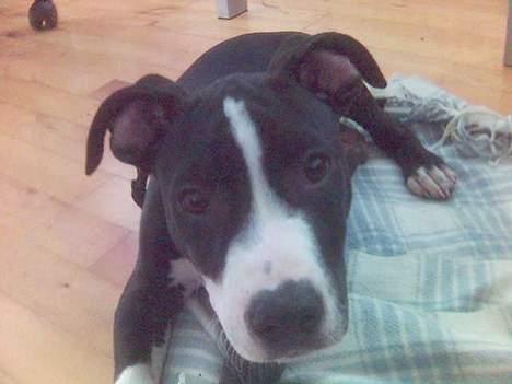 Amerikansk staffordshire terrier Chucky - forskrækkede chucky billede 5