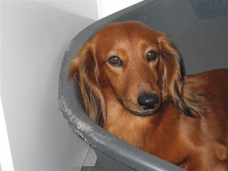 Gravhund Anna - r.i.p :'( - elsker snenen ... <3   billede 1