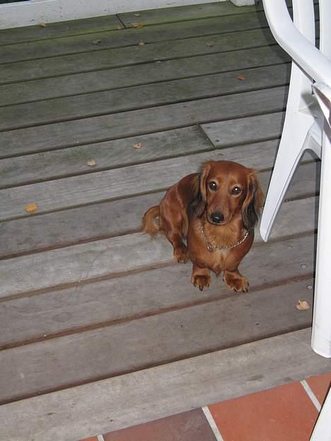 Gravhund Anna - r.i.p :'( - er jeg ik smuk"   ( Jo )  ... <3 billede 2