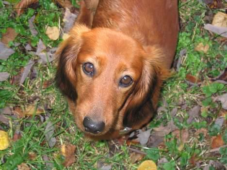 Gravhund Anna - r.i.p :'( - se mig lige.   <3 billede 3