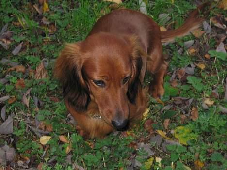 Gravhund Anna - r.i.p :'( - en mus den skal jeg have fadt i   ,,.,. <3 billede 4