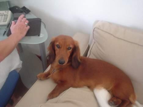 Gravhund Anna - r.i.p :'( - zzzz.                  <3 ,..., billede 5