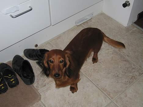 Gravhund Anna - r.i.p :'( - hejhej??  <3 billede 6