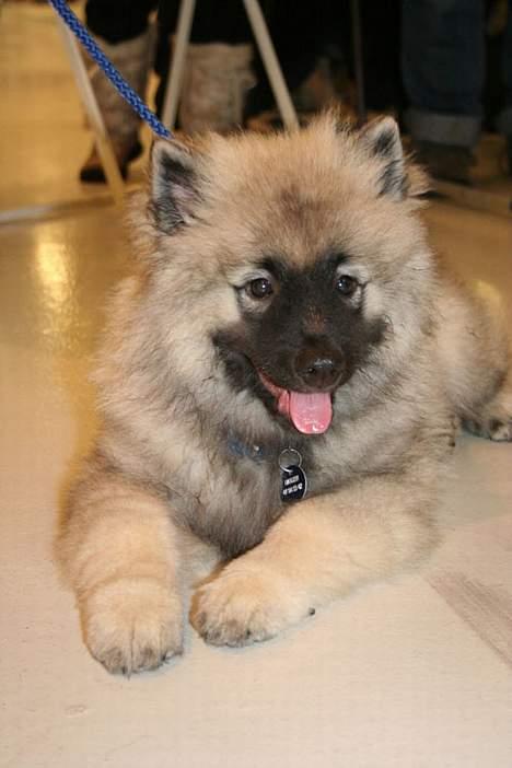 Keeshond Charlie - Det var den dag jeg fik min søster med hjem billede 1