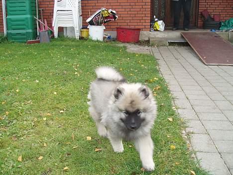 Keeshond Charlie - Hjemme i haven billede 2