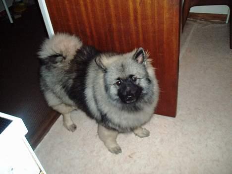 Keeshond Charlie - Jeg er på vej ud til mor billede 3