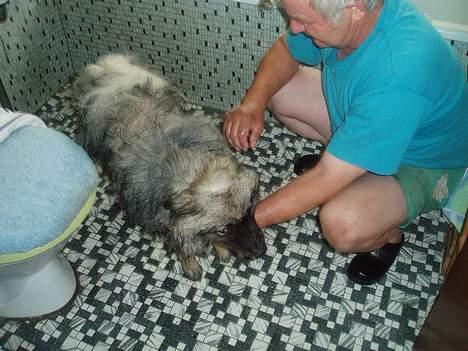 Keeshond Charlie - Far har givet miget bad  billede 4