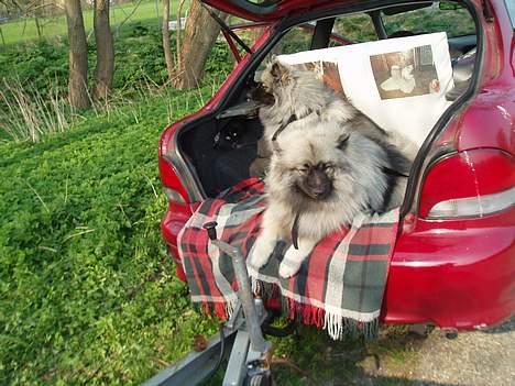 Keeshond Charlie - Jeg venter på at far kan blive færdig billede 5