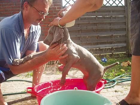 Weimaraner Sønderskovens Dalton - øv, bare fordi man lugter lidt af hund.... billede 5