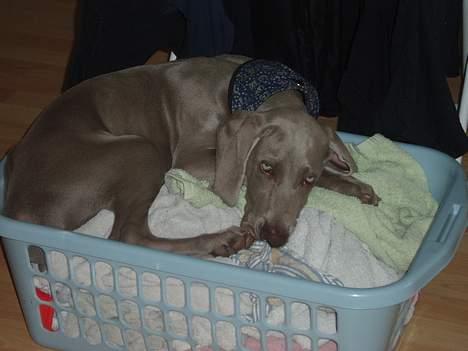 Weimaraner Sønderskovens Dalton - Jaaaa, en seng efter mit hoved  ha ha ;-D billede 6