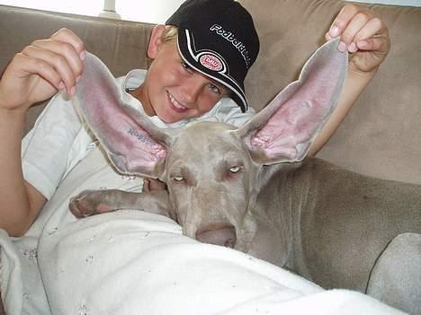 Weimaraner Sønderskovens Dalton - zZzzzz, Skal vi flyve nu??? Jeg slapper lige af billede 7