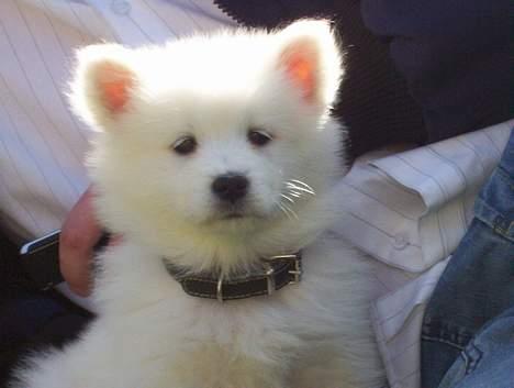 Samojedhund Lady. R.i.p 24.11.14 billede 9