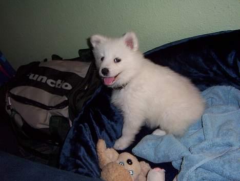 Samojedhund Lady. R.i.p 24.11.14 - Lady første aften i seng store seng :) billede 10