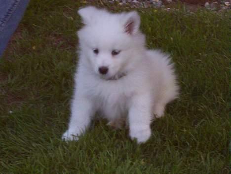 Samojedhund Lady. R.i.p 24.11.14 billede 11