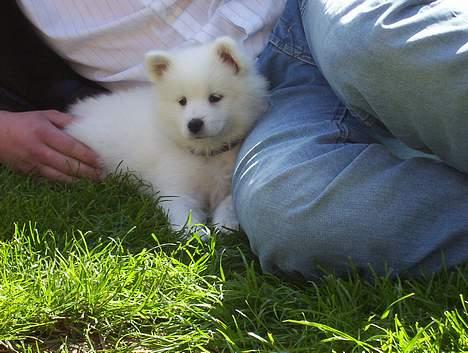 Samojedhund Lady. R.i.p 24.11.14 billede 12