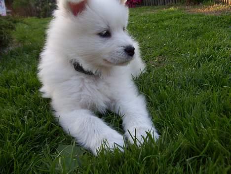 Samojedhund Lady. R.i.p 24.11.14 billede 13