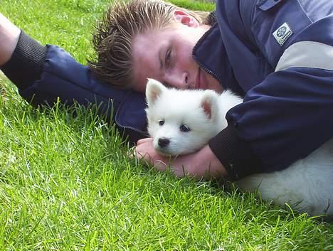 Samojedhund Lady. R.i.p 24.11.14 billede 14