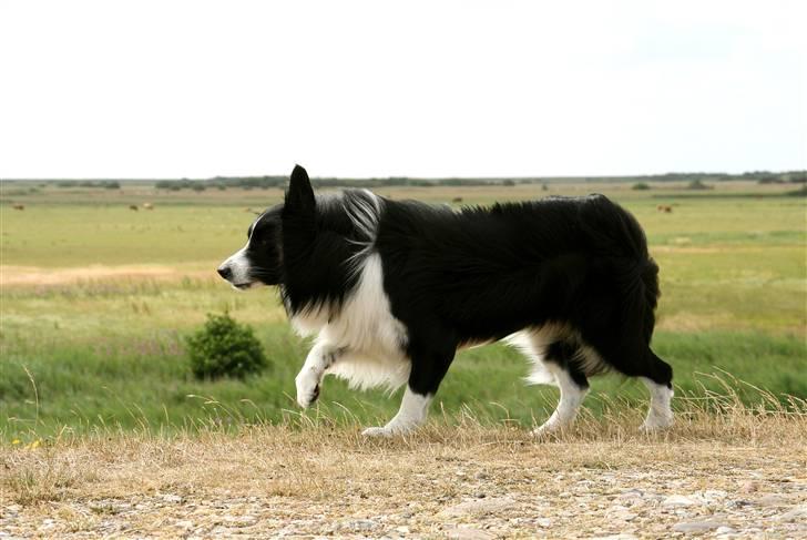 Border collie Matti - Matti der hyrder får... billede 4