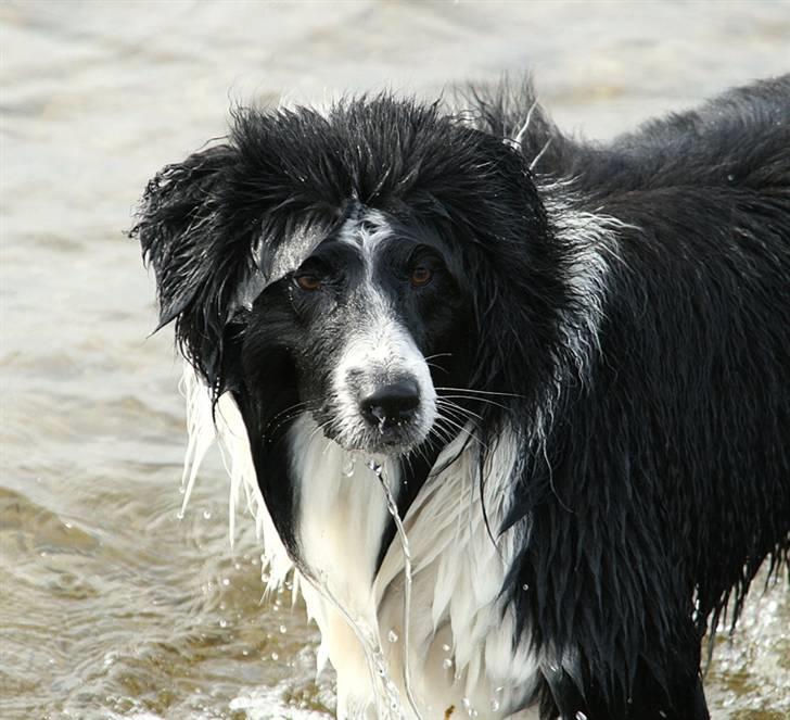 Border collie Matti - "Hvad siger du?" - "Hvor blev den af?" billede 5