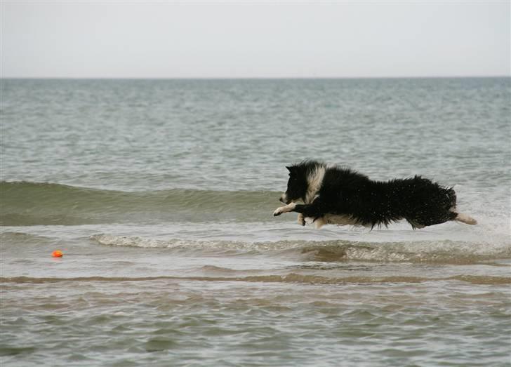 Border collie Matti - En rigtig vandhund! billede 6