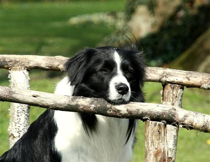 Border collie Matti - Man kan godt blive træt af at være fotomodel! billede 7