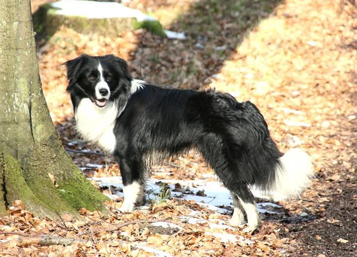 Border collie Matti - Smuk, ikke? billede 8