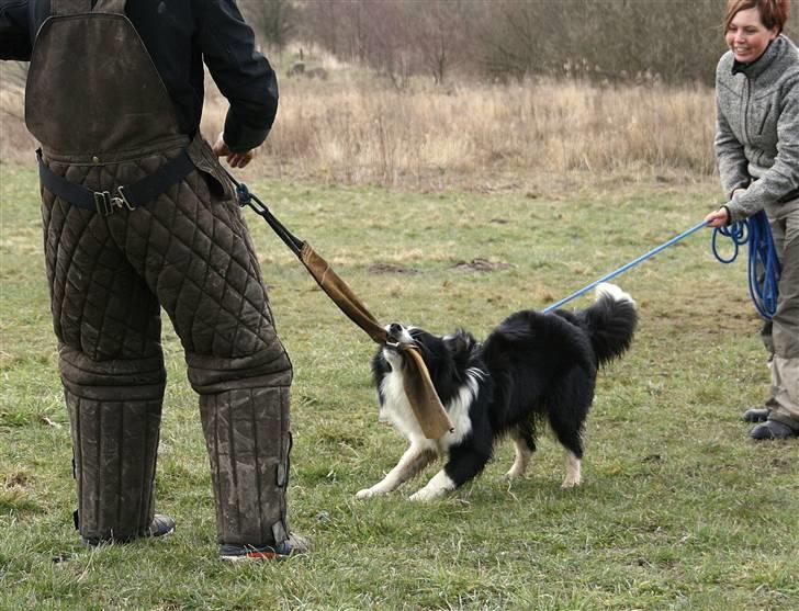 Border collie Matti - Bidetræning i PH billede 9