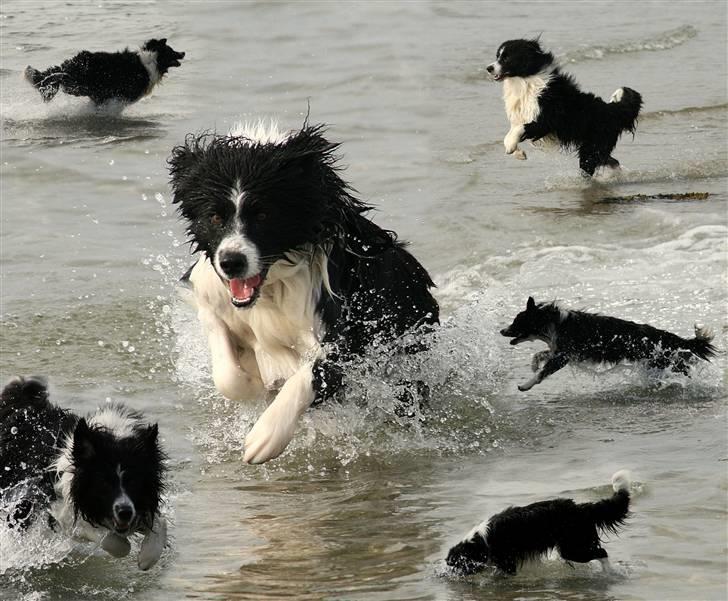 Border collie Matti - Strandtur - Matti 23 mdr. billede 12