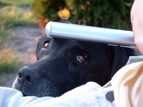 Labrador retriever Molly (død 2005) - Smukke Molly Charmetrold billede 1