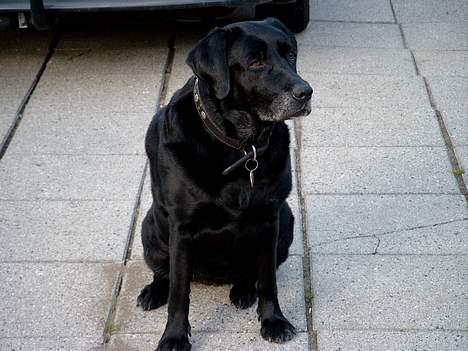 Labrador retriever Molly (død 2005) - Molly overvåger omgivelserne billede 2