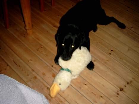 Labrador retriever Molly (død 2005) - Molly leger med anden Andy billede 3