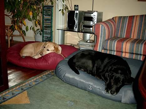 Labrador retriever Molly (død 2005) - Molly og Josie på deres elskede sækkesenge billede 4