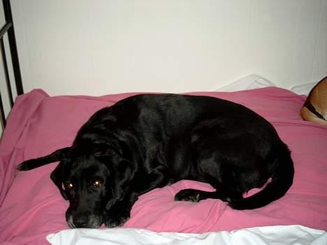 Labrador retriever Molly (død 2005) - Molly på besøg hos Karen ... og i hendes seng :-) billede 5