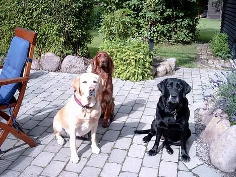 Labrador retriever Molly (død 2005) - Molly, Josie & Sophie - 3 gode venner billede 6