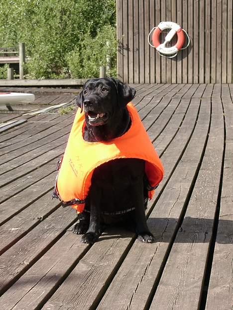 Labrador retriever Molly (død 2005) - På med redningsvesten og så en tur ud i kano! billede 7