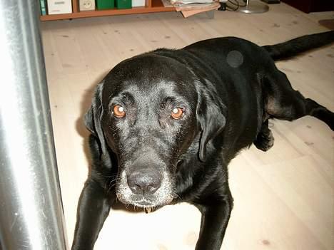 Labrador retriever Molly (død 2005) - Hej Smukke Pige billede 8
