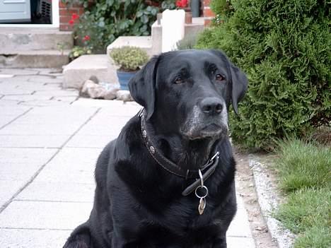 Labrador retriever Molly (død 2005) - Molly, Molly plattenslager, blev forlovet med en bager, for som hun sagde, så kan jeg altid få mig en kage ... billede 9
