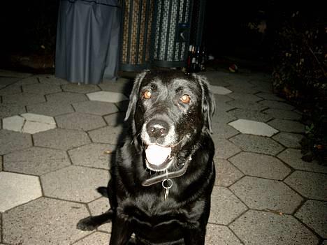 Labrador retriever Molly (død 2005) - Savner dig min skat! billede 10