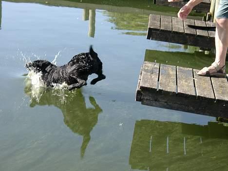 Labrador retriever Molly (død 2005) - Plask billede 11