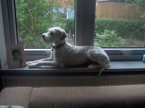 Blanding af racer Ricki - Nu er den dumme nabo mand der igen billede 5