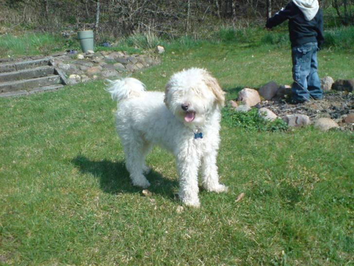 Blanding af racer Ricki - Nyt: Er jeg ikke bare smuk... billede 6