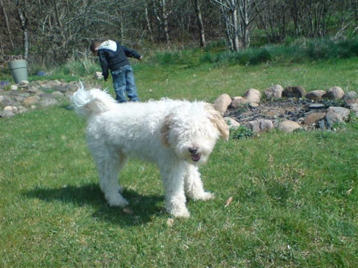 Blanding af racer Ricki - Nyt: Er det mig du tager billed af.. billede 7